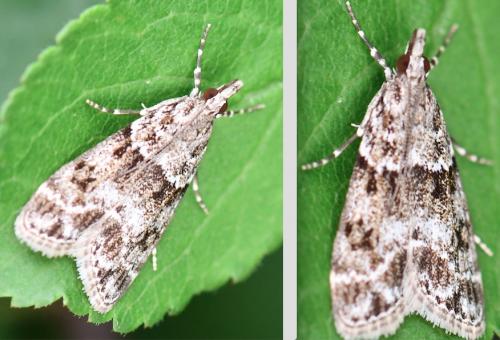 Eudonia mercurella